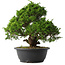 Juniperus chinensis Itoigawa, 30,5 cm, ± 15 anni