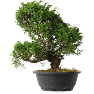 Juniperus chinensis Itoigawa, 33,5 cm, ± 15 anni