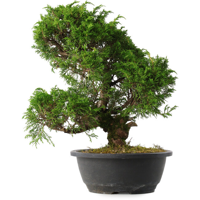 Juniperus chinensis Itoigawa, 33,5 cm, ± 15 anni