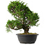 Juniperus chinensis Itoigawa, 33,5 cm, ± 15 years old