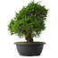 Juniperus chinensis Itoigawa, 30,5 cm, ± 15 anni