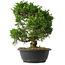 Juniperus chinensis Itoigawa, 33,5 cm, ± 15 anni