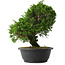 Juniperus chinensis Itoigawa, 30,5 cm, ± 15 anni