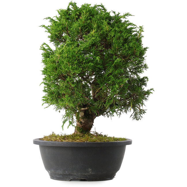 Juniperus chinensis Itoigawa, 33,5 cm, ± 15 years old