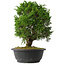 Juniperus chinensis Itoigawa, 33,5 cm, ± 15 years old