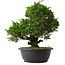 Juniperus chinensis Itoigawa, 30,5 cm, ± 15 anni