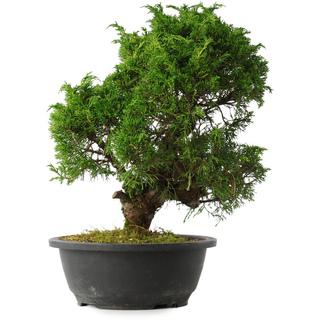 Juniperus chinensis Itoigawa, 33,5 cm, ± 15 ans