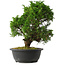 Juniperus chinensis Itoigawa, 33,5 cm, ± 15 years old