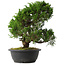 Juniperus chinensis Itoigawa, 33,5 cm, ± 15 anni