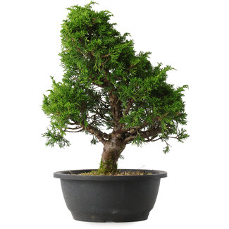 Juniperus chinensis Itoigawa, 35,5 cm, ± 15 jaar oud