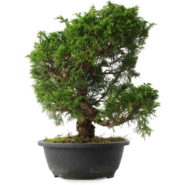 Juniperus chinensis Itoigawa, 33,5 cm, ± 15 years old