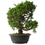 Juniperus chinensis Itoigawa, 33,5 cm, ± 15 years old