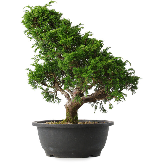 Juniperus chinensis Itoigawa, 35,5 cm, ± 15 Jahre alt