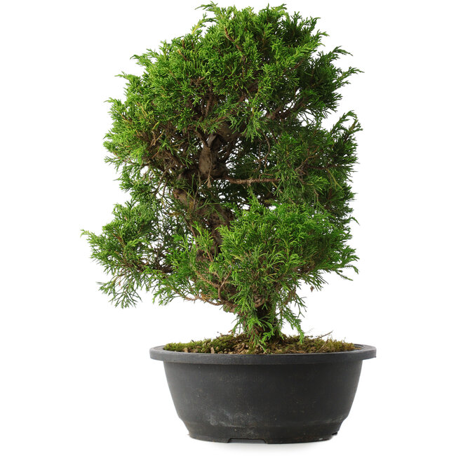 Juniperus chinensis Itoigawa, 33,5 cm, ± 15 years old