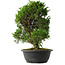 Juniperus chinensis Itoigawa, 33,5 cm, ± 15 años