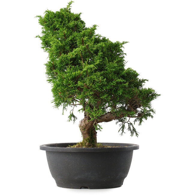 Juniperus chinensis Itoigawa, 35,5 cm, ± 15 years old
