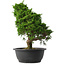 Juniperus chinensis Itoigawa, 35,5 cm, ± 15 anni