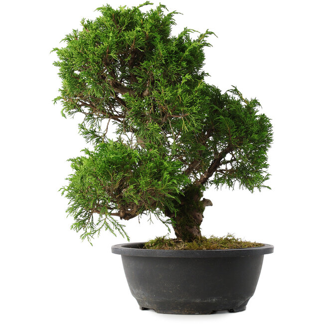 Juniperus chinensis Itoigawa, 33,5 cm, ± 15 anni
