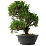 Juniperus chinensis Itoigawa, 33,5 cm, ± 15 years old