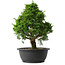 Juniperus chinensis Itoigawa, 35,5 cm, ± 15 anni