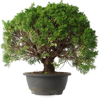 Juniperus chinensis Kishu, 29,5 cm, ± 15 years old