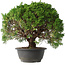 Juniperus chinensis Kishu, 29,5 cm, ± 15 anni