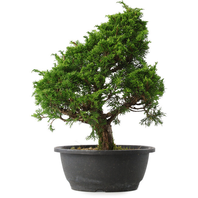 Juniperus chinensis Itoigawa, 35,5 cm, ± 15 Jahre alt