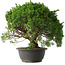 Juniperus chinensis Kishu, 29,5 cm, ± 15 anni