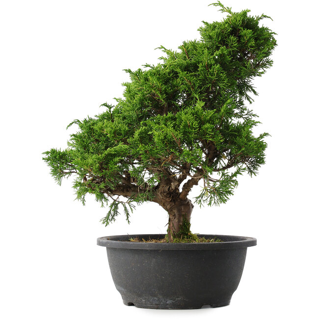 Juniperus chinensis Itoigawa, 35,5 cm, ± 15 anni