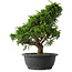 Juniperus chinensis Itoigawa, 35,5 cm, ± 15 anni