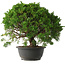 Juniperus chinensis Kishu, 29,5 cm, ± 15 anni