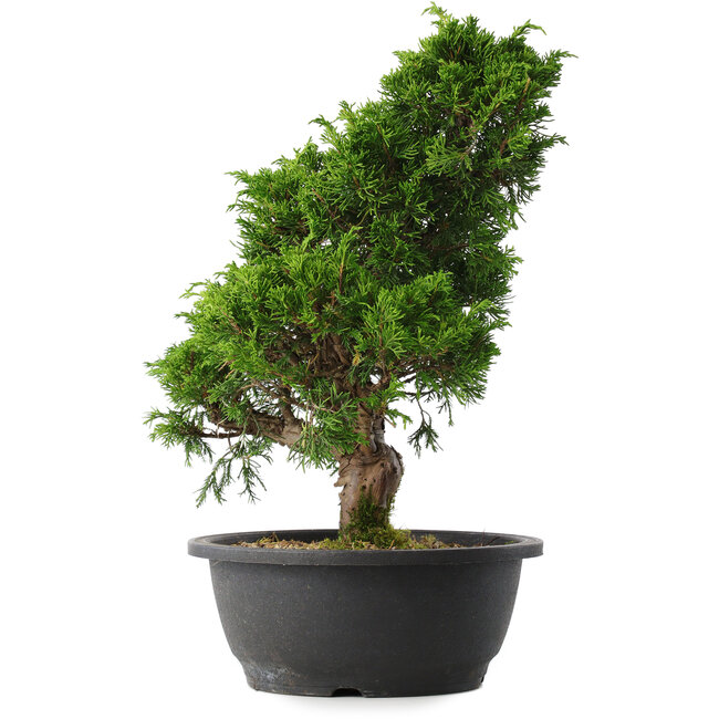 Juniperus chinensis Itoigawa, 35,5 cm, ± 15 Jahre alt