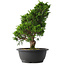 Juniperus chinensis Itoigawa, 35,5 cm, ± 15 anni