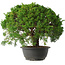 Juniperus chinensis Kishu, 29,5 cm, ± 15 anni