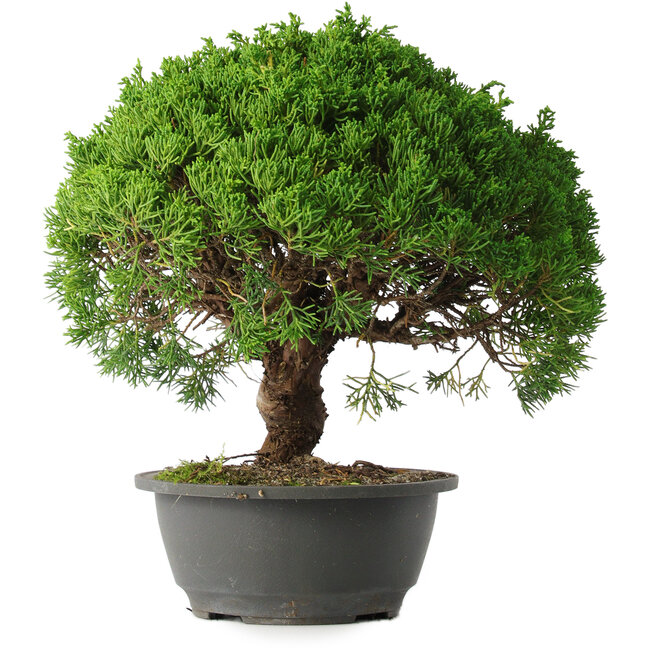 Juniperus chinensis Kishu, 28,5 cm, ± 15 anni