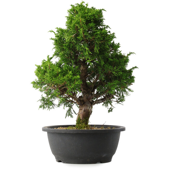 Juniperus chinensis Itoigawa, 35,5 cm, ± 15 ans