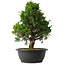 Juniperus chinensis Itoigawa, 35,5 cm, ± 15 anni