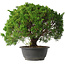 Juniperus chinensis Kishu, 29,5 cm, ± 15 anni