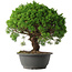 Juniperus chinensis Kishu, 28,5 cm, ± 15 anni