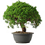 Juniperus chinensis Kishu, 28,5 cm, ± 15 anni