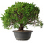 Juniperus chinensis Kishu, 29,5 cm, ± 15 anni