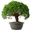 Juniperus chinensis Kishu, 28,5 cm, ± 15 anni