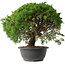 Juniperus chinensis Kishu, 29,5 cm, ± 15 anni