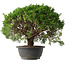 Juniperus chinensis Kishu, 29,5 cm, ± 15 anni