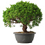 Juniperus chinensis Kishu, 28,5 cm, ± 15 anni