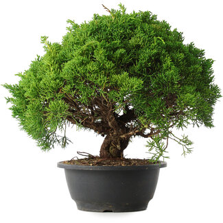 Juniperus chinensis Kishu, 28,5 cm, ± 15 anni