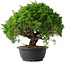 Juniperus chinensis Kishu, 28,5 cm, ± 15 anni