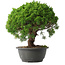 Juniperus chinensis Kishu, 28,5 cm, ± 15 anni