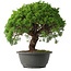 Juniperus chinensis Kishu, 28,5 cm, ± 15 anni