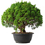 Juniperus chinensis Kishu, 28,5 cm, ± 15 anni